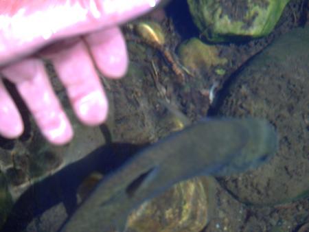 Despedida & Curueño.